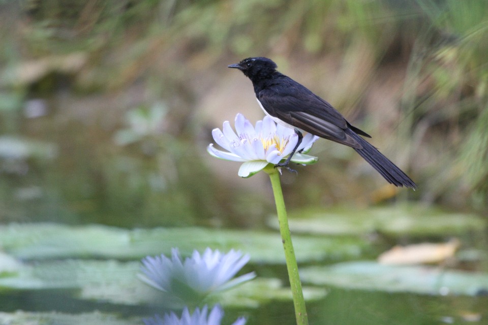 Willie Wagtail (Rhipidura leucophrys)